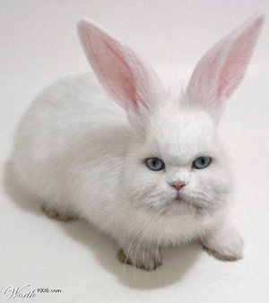 rabbitcat.jpg