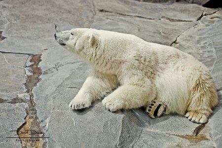 albino grizzly.jpg
