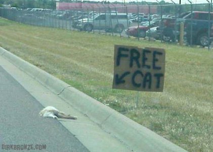 free-cat.jpg
