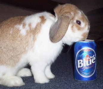beer-bunny.jpg