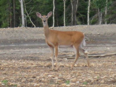 Deer 5.jpg