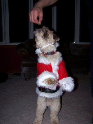 Santa dog does a trick.jpg