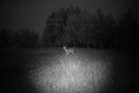 Backyard Night Deer August 5, 2010.JPG