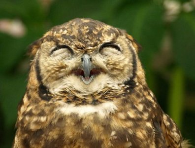 15-photos-of-smiling-owls01.jpg