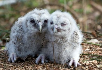 15-photos-of-smiling-owls05.jpg