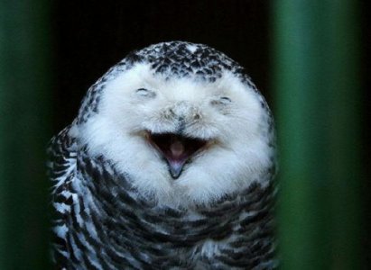 15-photos-of-smiling-owls08.jpg