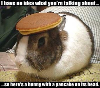 bunny-with-pancake-on-its-head.jpg