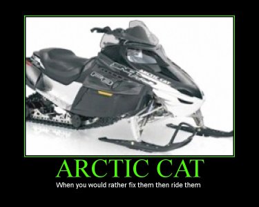 Arctic cat.JPG