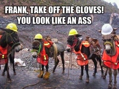 Frank-Take-Off-The-Gloves-Funny-Donkey-Meme-Image.jpg