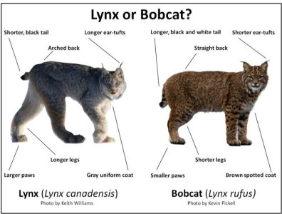 LynxvsBobcat.jpg