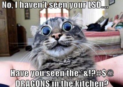 no-i-havent-seen-your-lsd.jpg