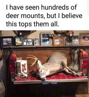 best deer mount.jpg