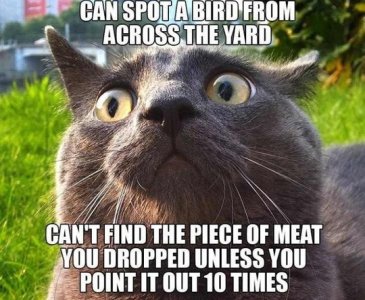 funny-cat-eat-meat-memes.jpg
