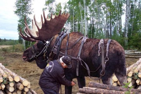 Logging Moose-1.jpg