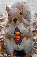 SuperSquirrel.jpg