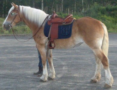 quinn with saddle.jpg