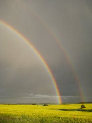 canola rainbow.jpg