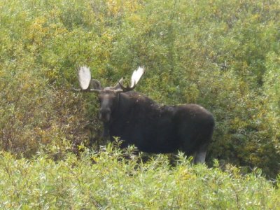 Moose 3.jpg
