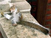 drunk_squirrel.jpg