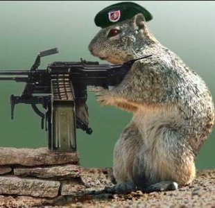 squirrel_sniper.jpg