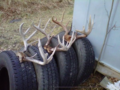 Deer horns.jpg