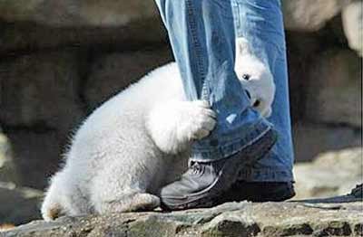 baby-polar-bear-1.jpg
