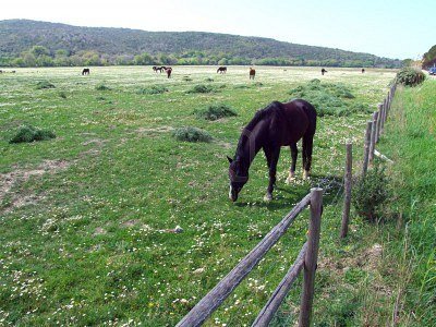 3018158-horses-eating-grass-on-a-green-field.jpg
