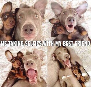 Dog Selfie.jpg